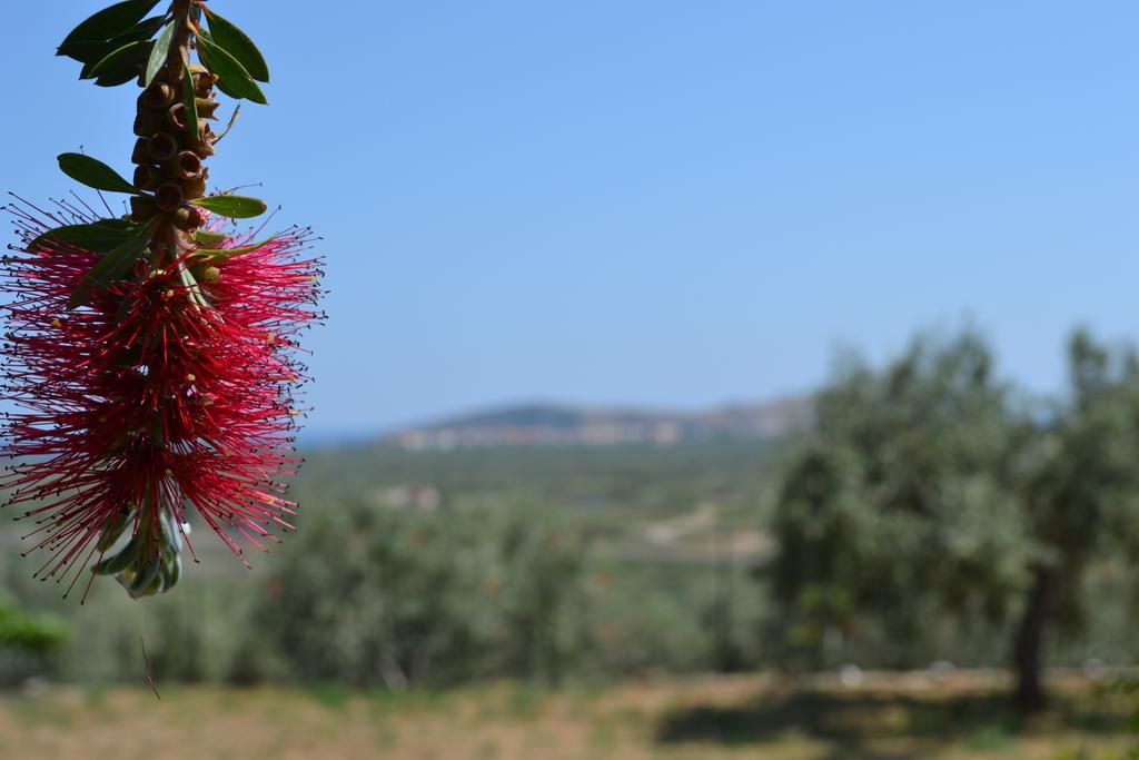 Dimitras House Daire Parálion Ástros Dış mekan fotoğraf